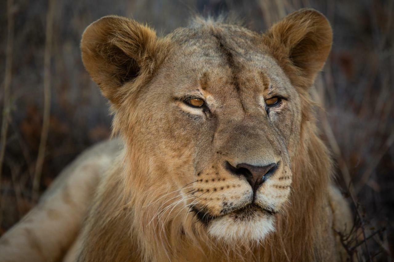 Mabula Game Lodge Mabula Game Reserve ภายนอก รูปภาพ